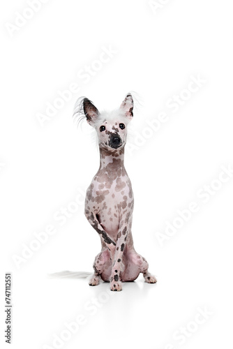 Full-length image of adorable purebred Chinese crested dog calmly sitting isolated on white studio background. Concept of animal  domestic pet  vet  health  companion