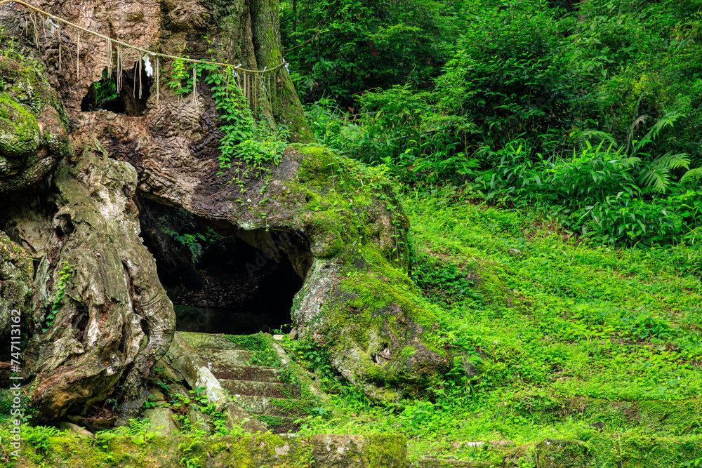 夏の武雄の大楠 佐賀県武雄市 Summer camphor tree in Takeo. Saga Pref, Takeo City. 夏の武雄の大楠 佐賀県武雄市 Summer camphor tree in Takeo. Saga Pref, Takeo City.
