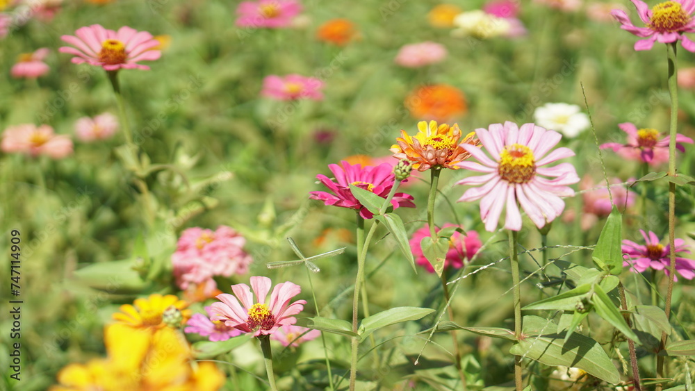 Close-up of Zinnia elegans flower field, beautiful natural and relaxing pink-red tones.