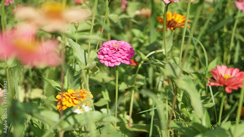 Close-up of Zinnia elegans flower field, beautiful natural and relaxing pink-red tones. Close-up of Zinnia elegans flower field, beautiful natural and relaxing pink-red tones.