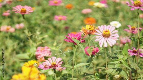 Close-up of Zinnia elegans flower field, beautiful natural and relaxing pink-red tones. © Hale.ds
