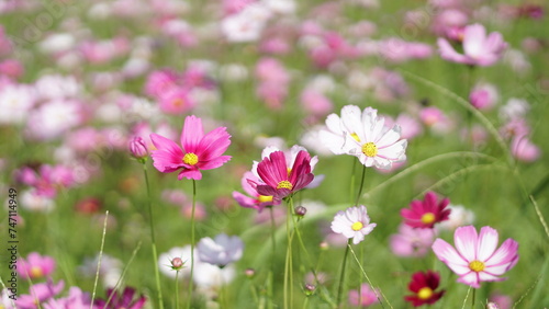 Close-up of Cosmos bipinnatus flower field, beautiful natural and relaxing pink and white tones.