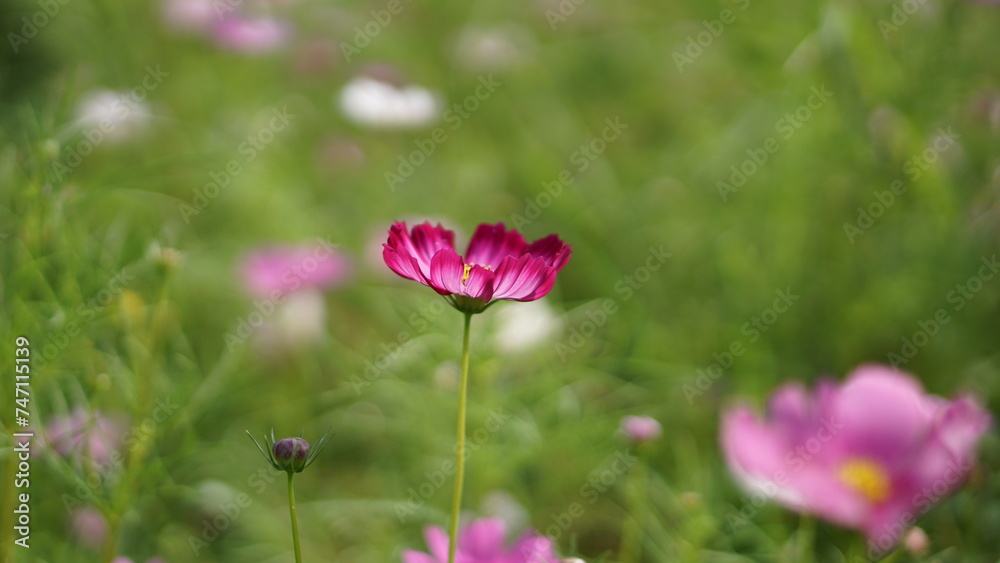 Close-up of a Cosmos bipinnatus flower, beautiful natural and relaxing pink and white tones.