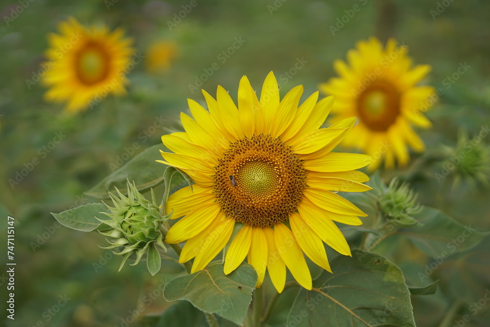 Sunflowers, close-up, flowers, yellow flowers, flower garden, spring,