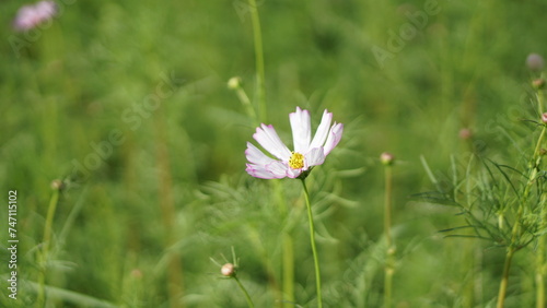 Close-up of a Cosmos bipinnatus flower, beautiful natural and relaxing pink and white tones.