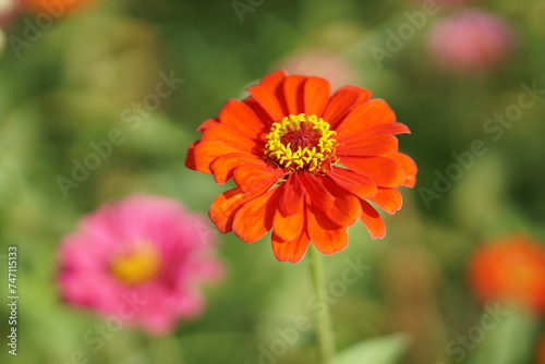 Close-up of Zinnia elegans flower field, beautiful natural and relaxing pink-red tones.