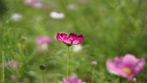 Close-up of a Cosmos bipinnatus flower, beautiful natural and relaxing pink and white tones.