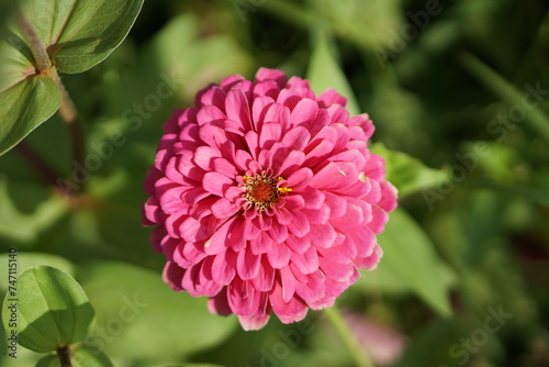 Close-up of Zinnia elegans flower field, beautiful natural and relaxing pink-red tones.