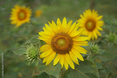 Sunflowers, close-up, flowers, yellow flowers, flower garden, spring,