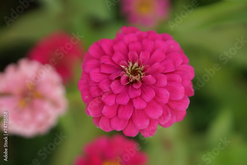 Close-up of Zinnia elegans flower field, beautiful natural and relaxing pink-red tones.