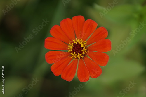 Close-up of Zinnia elegans flower field, beautiful natural and relaxing pink-red tones.