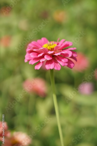 Close-up of Zinnia elegans flower field, beautiful natural and relaxing pink-red tones.