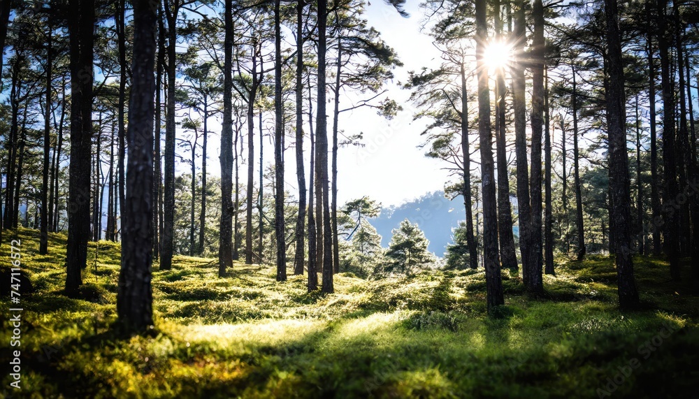 Obraz premium Silent Forest in spring with beautiful bright sun rays sun,