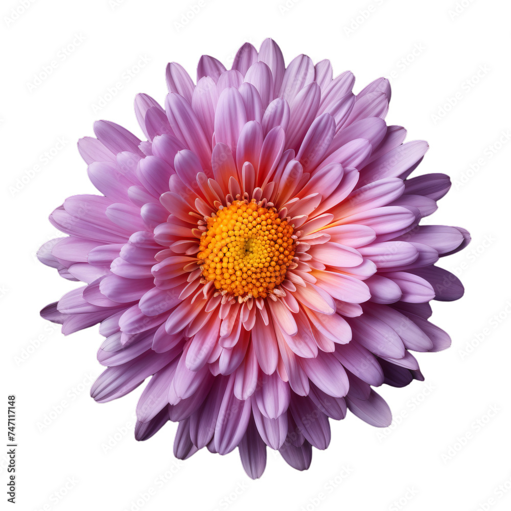 aster isolated on transparent background, png aster isolated on transparent background, png