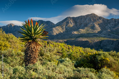 Canvas Print Farm in the Karoo with old rural houses, valleys pastures aloes and fields of sheep and the swartberg mountains in south africa