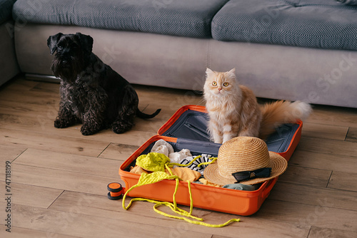 Cute pets sitting in suitcase with clothes and waiting for a trip. Travel and vacation