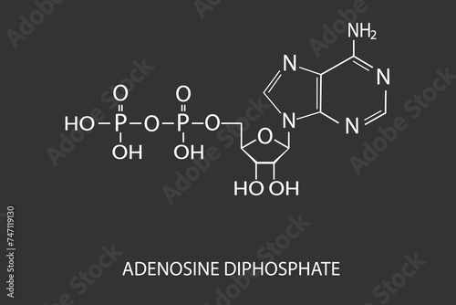 adenosine diphosphate molecular skeletal chemical formula	 photo