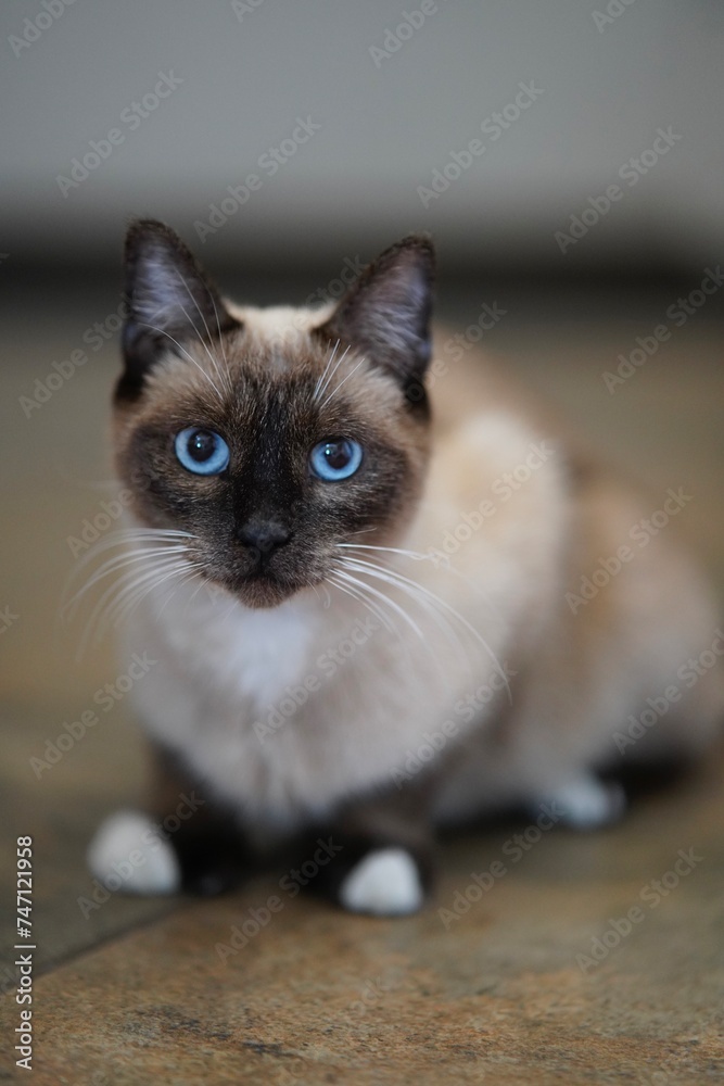 Selective focus image of a cute Siamese cat with striking blue eyes