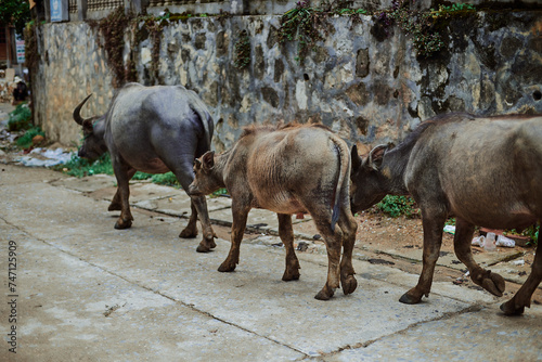 buffaloes in a rural village house in sapa, vietnam