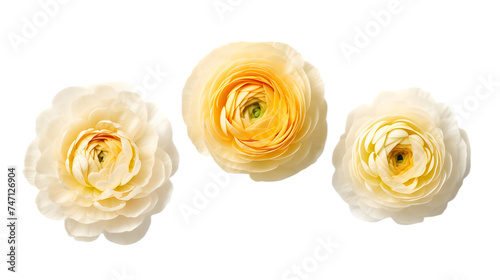Cream cranunculus buttercup flowers