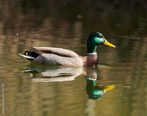 Male mallard duck swimming on a lake