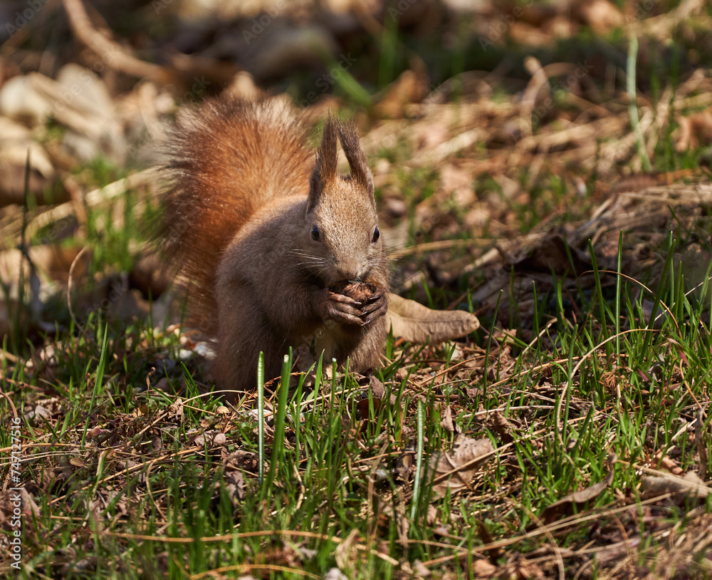 Cute squirrel eating a walnut Cute squirrel eating a walnut