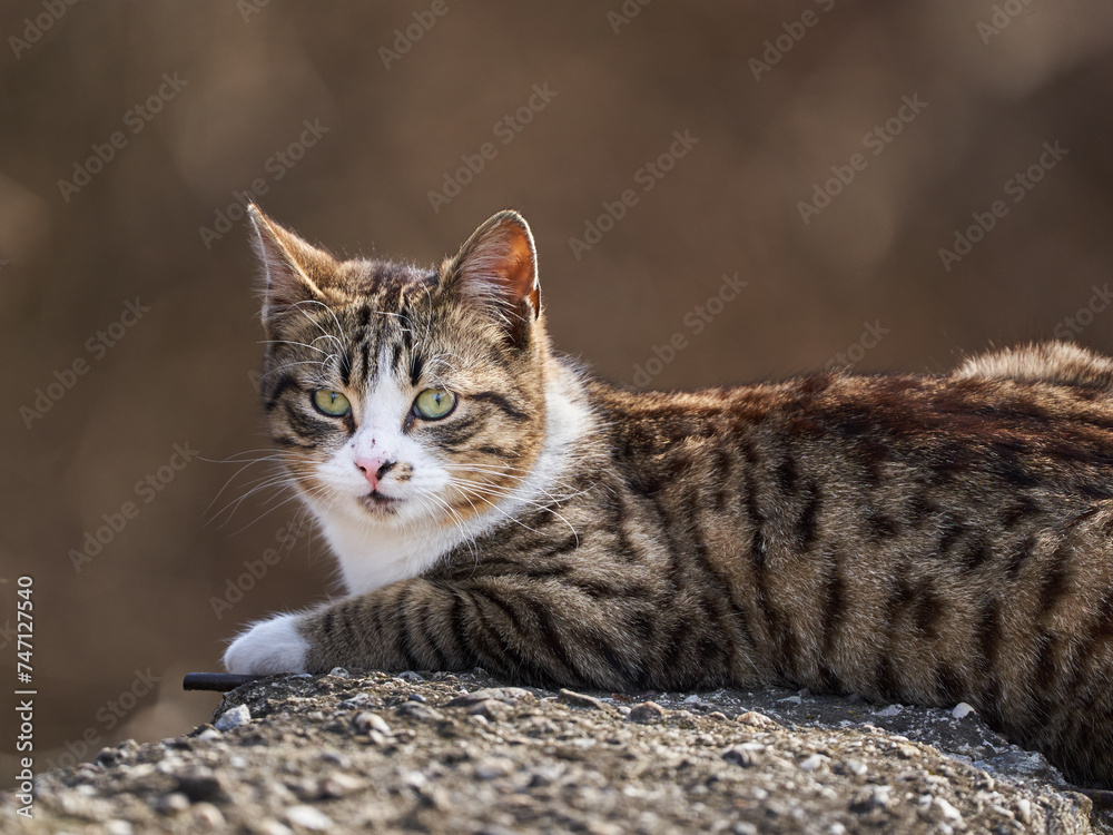 Cute stray cat outdoor