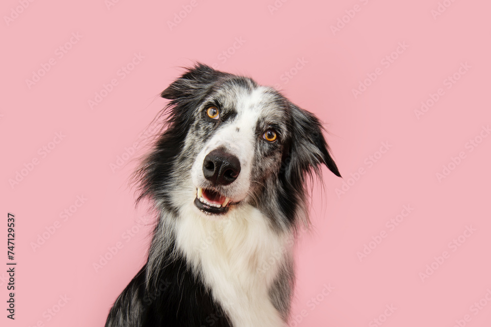 Portrait border collie dog tilting head side. Isolated on pink pastel background on spring or summer season