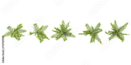 3d rendering of Syagrus romanzoffiana trees on transparent background from top view photo