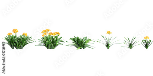 Collection of Clivia miniata plant, isolated on white background. 3D render photo