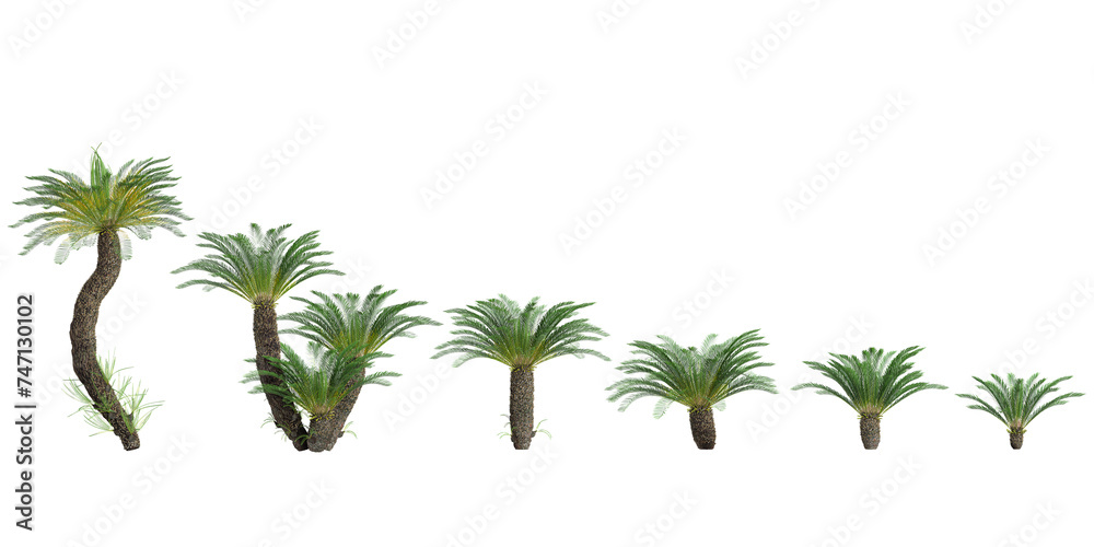 Fototapeta premium Jungle Fishbone waterfern trees shapes cutout 3d render