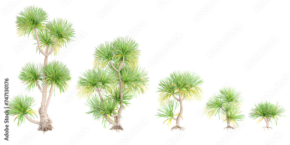 photorealistic 3D rendering of Dracaena cochinchinensis trees in transparent background photorealistic 3D rendering of Dracaena cochinchinensis trees in transparent background