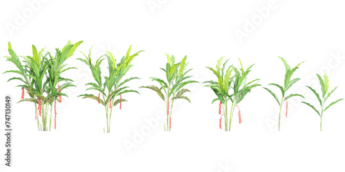 Heliconia rostrata Trees isolated on white background  tropical trees isolated used for architecture