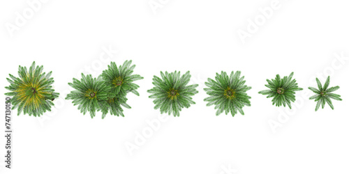 Jungle Fishbone waterfern trees shapes cutout 3d render from the top view