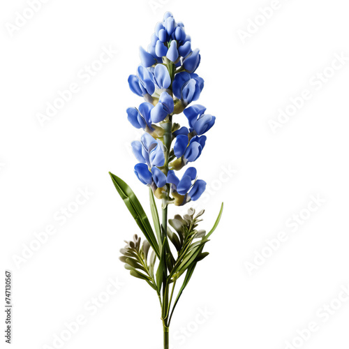 bluebonnet isolated on transparent background, png