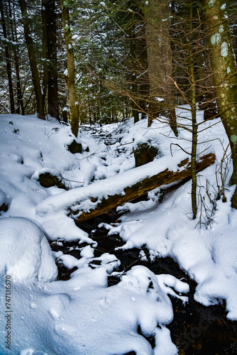 Winter forest in the Ukrainian Carpathians. Carpathian mountains