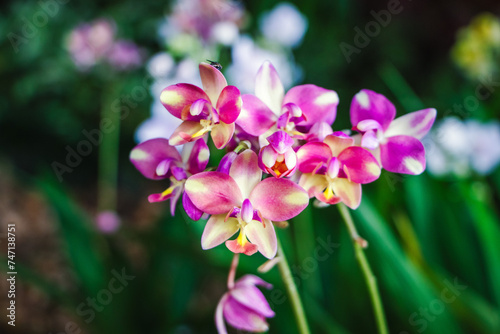 Purple orchid flowers blooming, contrasting with green leaves, ground orchid