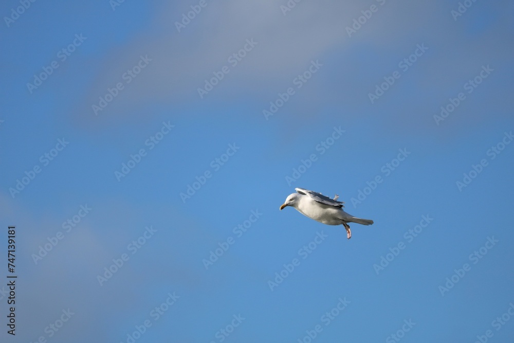 Obraz premium Goéland