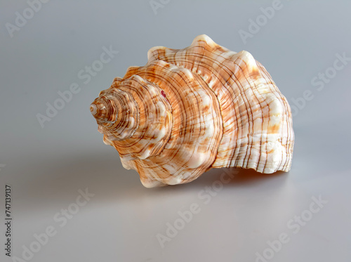 Sea shell Cymatium lotorium on a white background.