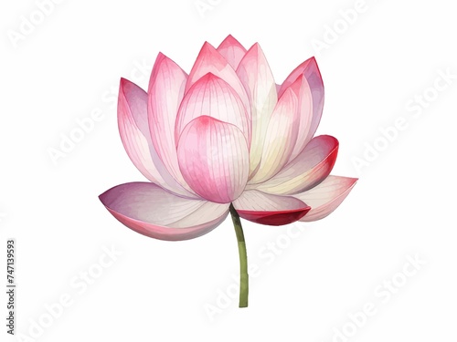 A piece of pink water lily flower isolated on white background 
