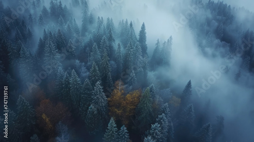 Misty forest with few trees in foreground