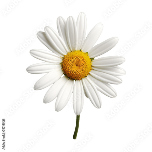 camomile isolated on transparent background  png