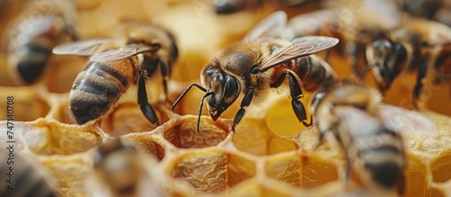 Bees Working in the Honeycomb © vixion