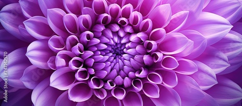 A detailed view of a vibrant purple Chrysanthemum macro flower in full bloom, showcasing its intricate petals and rich color against a blurry background.