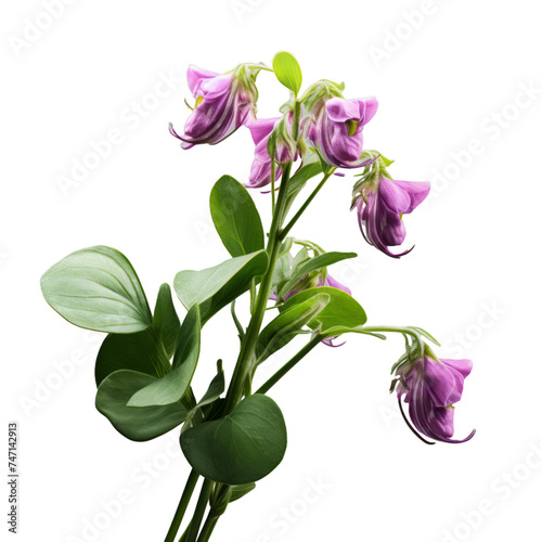 cerinthe isolated on transparent background, png photo