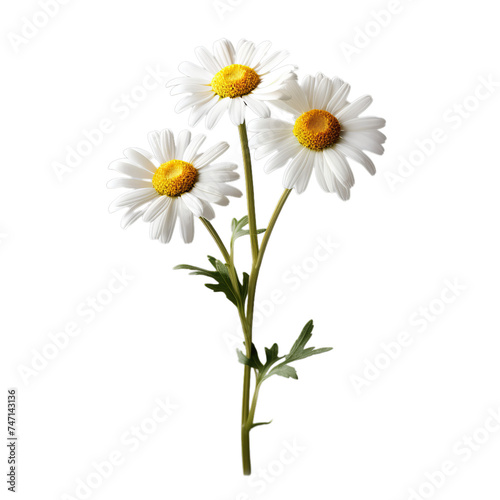 chamomile isolated on transparent background, png
