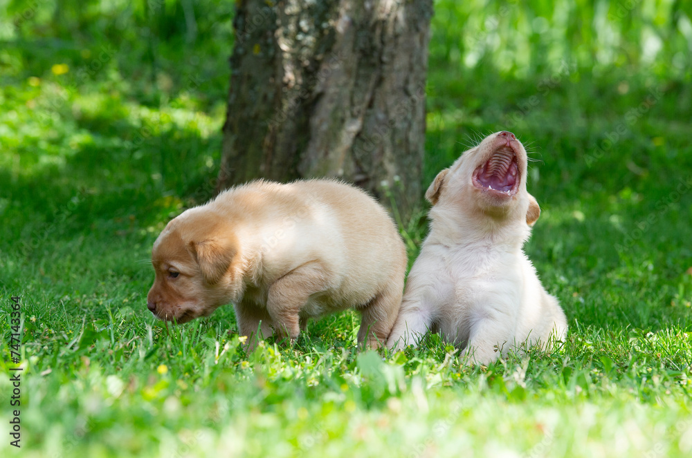 Labrador Retriever Welpen im Garten