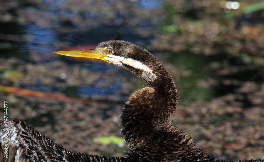 Αυτοκόλλητο Close up portrait of an Australasian darter bird standing next to the water