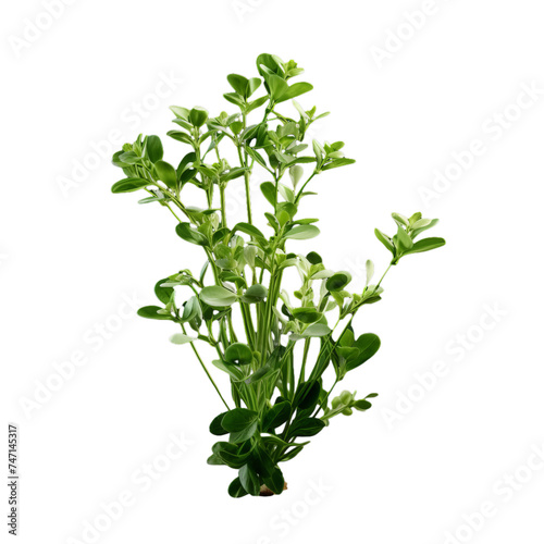 chickweed isolated on transparent background, png