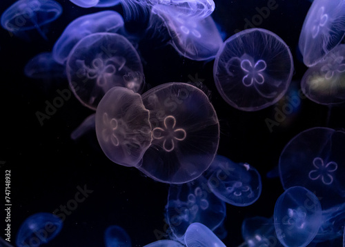 transparent white jellyfish on a dark background.